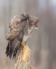 Common Buzzard in early spring at a wet forest