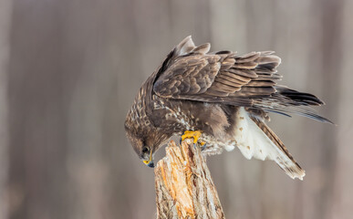 Common Buzzard in early spring at a wet forest