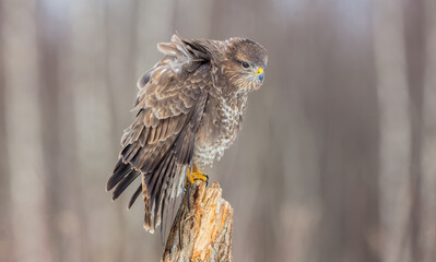 Common Buzzard in early spring at a wet forest