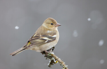 Common chaffinch - female in early spring at a wet forest