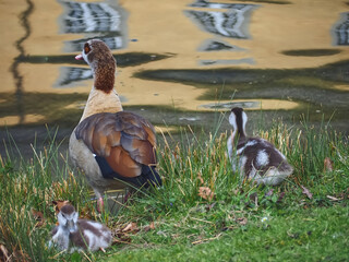 Cute Egyptian goose family with chicks on a meadow