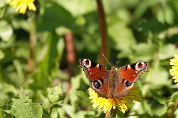 Closeup on a colorful fresh emerged Peacock butterfly, Inachis io, sitting with spread wings
