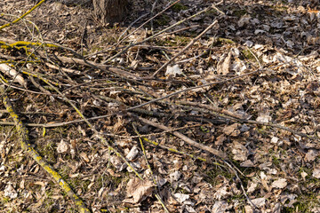 dry tree branches that can be used for ignition