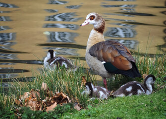 Cute Egyptian goose family with chicks on a meadow
