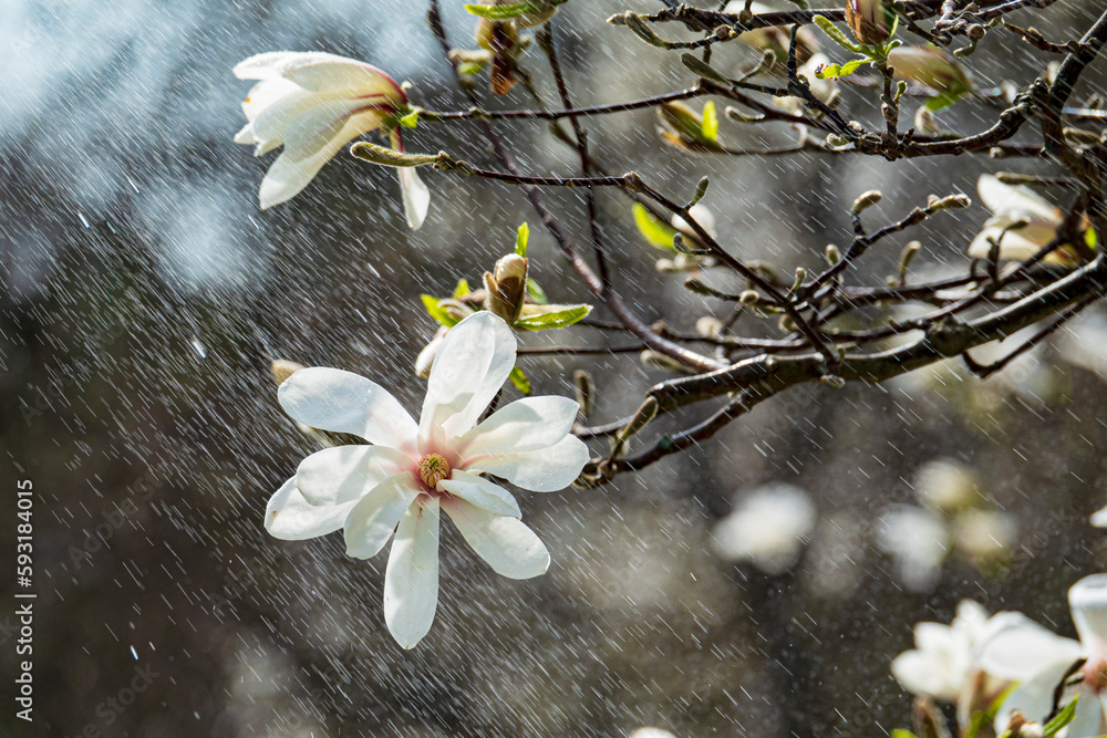 Wall mural branch with big blooming magnolia flowers on the rain.