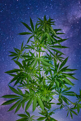 Big cannabis leaves with starry night sky on the background