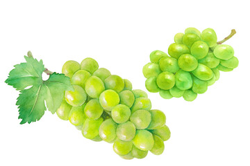 ジューシーなシャインマスカット（白ブドウ）の水彩イラスト。