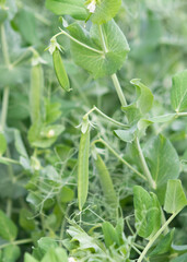 strings of ripening green peas on the branches a close-up of the bush is blurred photo