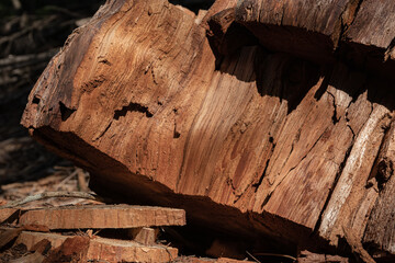 Natural wood background. Tree felling.
Texture. Log on the forest floor. 
