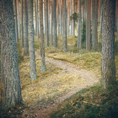 trail in the forest