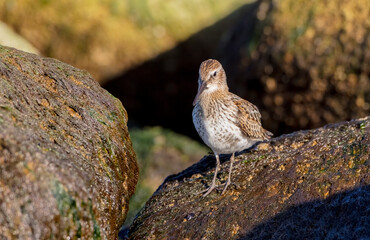 Dunlin - young bird at a seashore on the autumn migration way