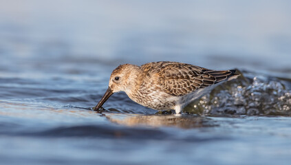 Dunlin - young bird at a seashore on the autumn migration way