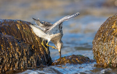 Red Knot - on the autumn migration way at a seashore