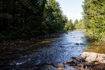 A mountain river flows in a deep forest, a taiga stream in the mountains, a landscape, a summer day, stones in the river, a spruce forest grows along the banks of the stream.