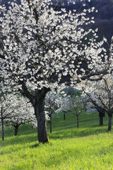 A big cherry tree in full blossom standing a backlit in the late afternoon