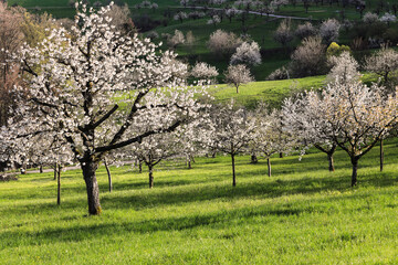 Orchard with blooming cherry trees in the light and shadow from the afternoon sun