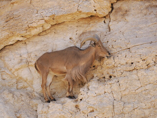 Mountain goat stands clinging to a rock