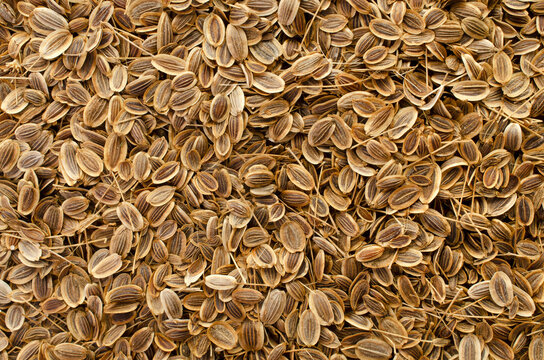 Heap of dried dill seeds close-up, background, texture, top view. Background of dill seeds, top view. Close-up of dill seeds, background, texture, top view.