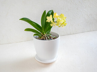 Beautiful yellow mini orchid in a pot on a white background. Tropical flower, branch of orchid...