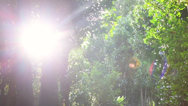 沖縄-備瀬フクギ並木の木漏れ日-