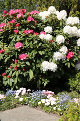 Rhododendron blüht im Steingarten 