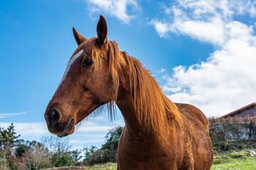 Portrait of a wild horse that walks loose in the mountains of northern Spain, Asturias.