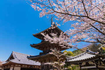 Naklejka premium 奈良 壺阪寺の三重塔と桜 横位置