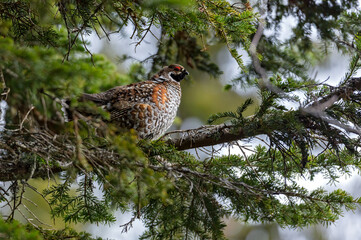 Gélinotte des bois (Bonasa bonasia) mâle branché sur un épicéa au printemps. Alpes. France