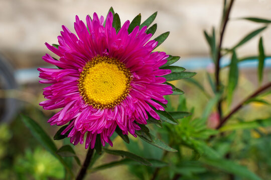 Purple flower with a yellow middle close-up