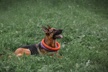 The shepherd is lying in the grass with toys ring around his neck. Games with dogs