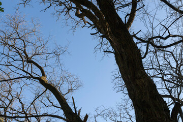 Young spring foliage of trees in the spring season