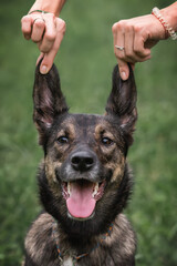 Playing with a dog. Portrait of a dog. What to do so that the dog has standing ears