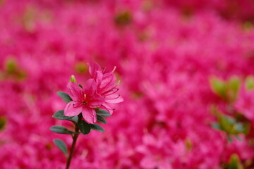 ピンクのツツジ