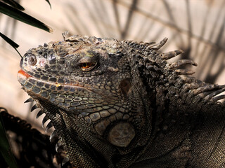 Iguana head close up