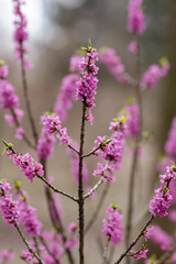 Blossom of Daphne mezereum (Ordinary wolfberry , or deadly wolfberry , or common wolfberry , or Wolf's bast , or Wolf berries, or Plokhovets , or Pukhlyak ) in early spring
