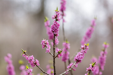 Blossom of Daphne mezereum (Ordinary wolfberry , or deadly wolfberry , or common wolfberry , or Wolf's bast , or Wolf berries, or Plokhovets , or Pukhlyak ) in early spring