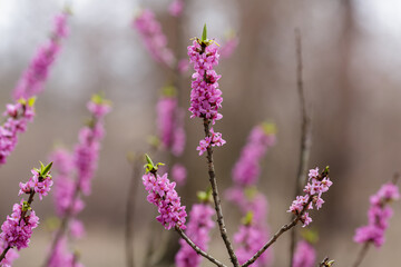 Blossom of Daphne mezereum (Ordinary wolfberry , or deadly wolfberry , or common wolfberry , or...