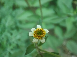 Fototapeta premium Supermacro shot