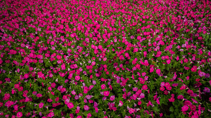 Pink petunias