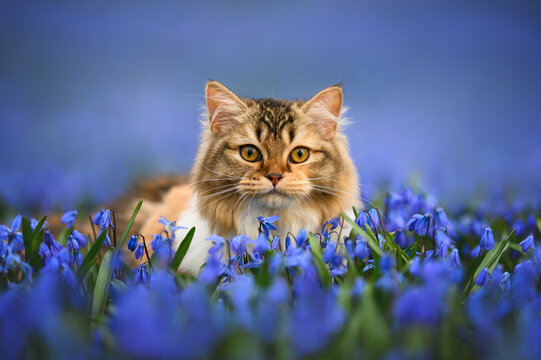 beautiful long haired tabby cat portrait on a field of blooming flowers