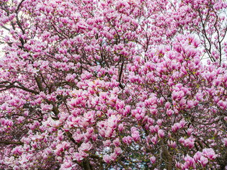 magnolia tree in bloom