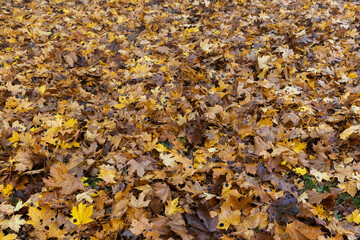 cloudy weather in late autumn with yellowed fallen leaves
