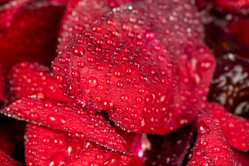 red petals of a rosebud covered with water drops