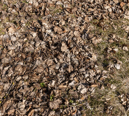 old leaves fallen in autumn on the ground in the spring season