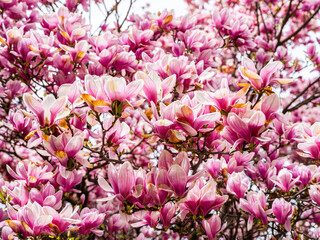 magnolia tree in bloom