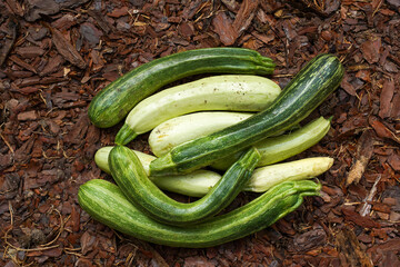 Zucchini lie on the wood bark, top view. Fresh harvest