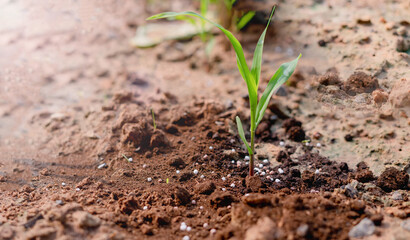 Corn seedlings