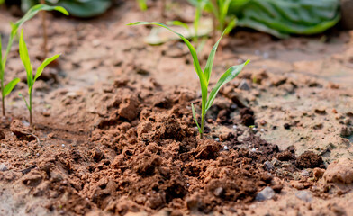 Corn seedlings