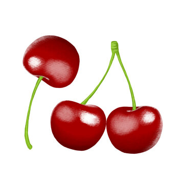 Fresh cherry, cherries. hand drawn illustration, isolated on white background
