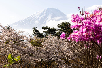 mountain in spring